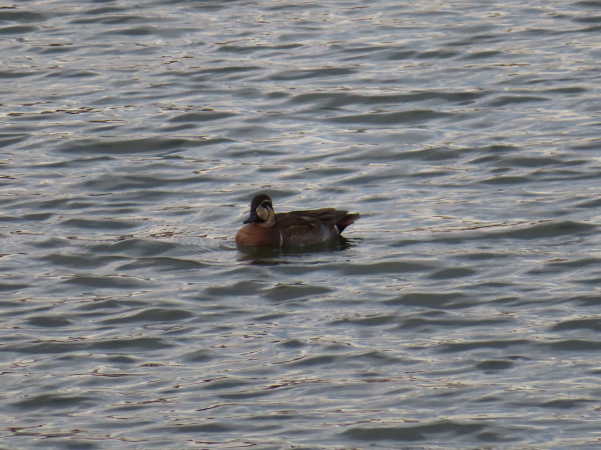 Baikal Teal - ML646391915