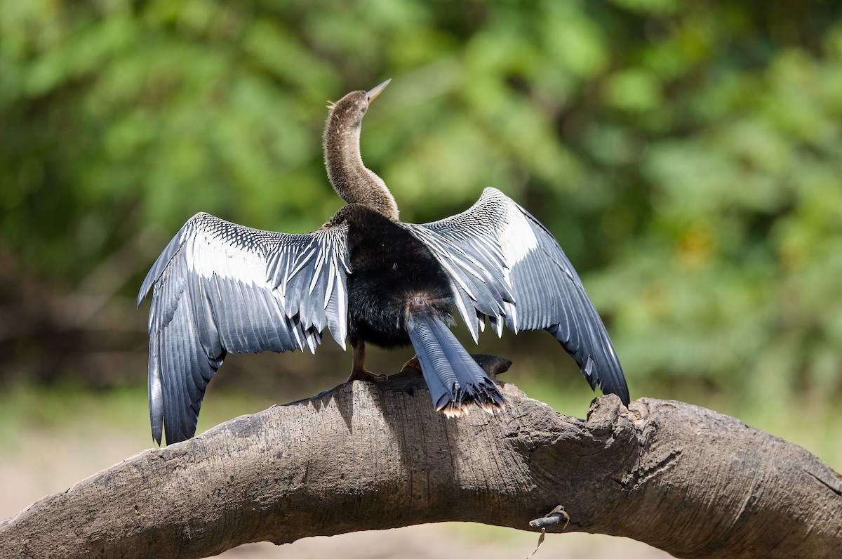 Anhinga - ML646391918