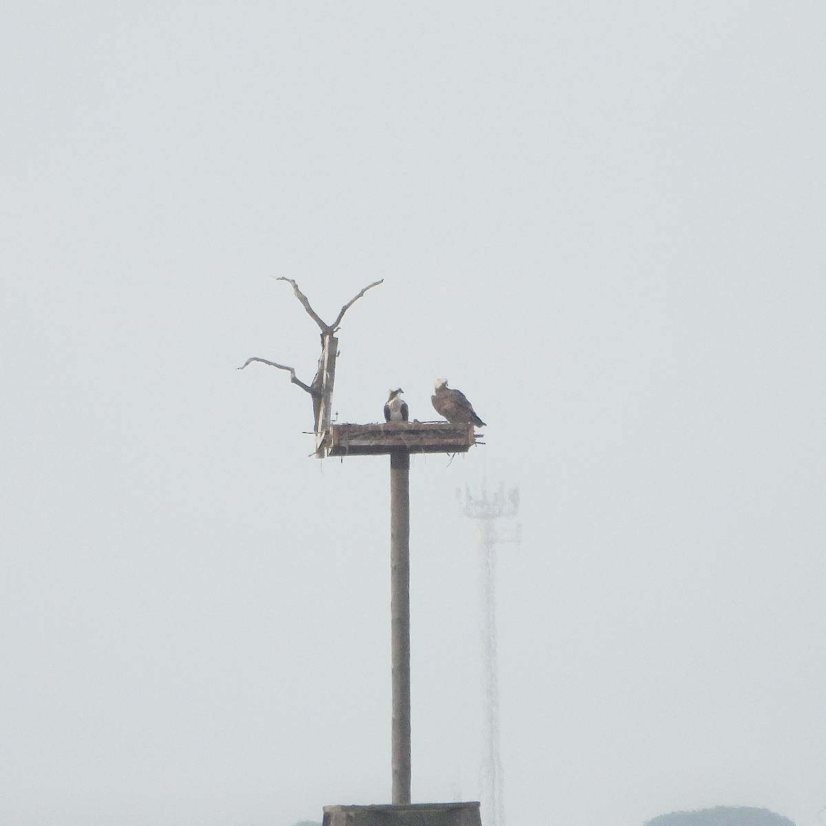 Falco pescatore - ML646391919