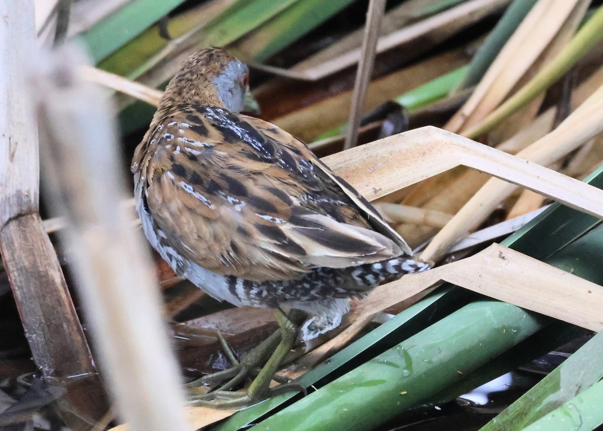 Baillon's Crake - ML646391921