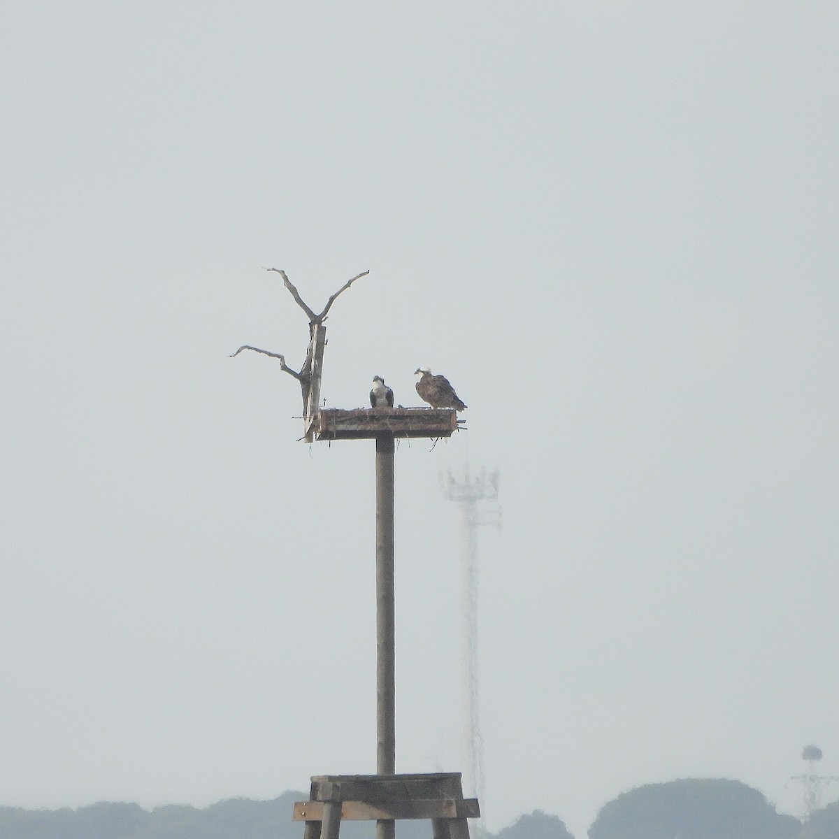 Falco pescatore - ML646391927