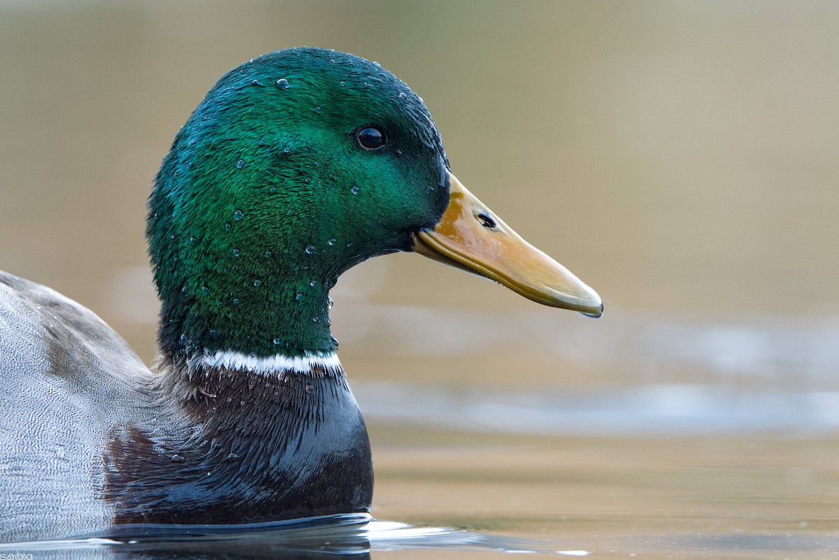 Mallard - ML646391928