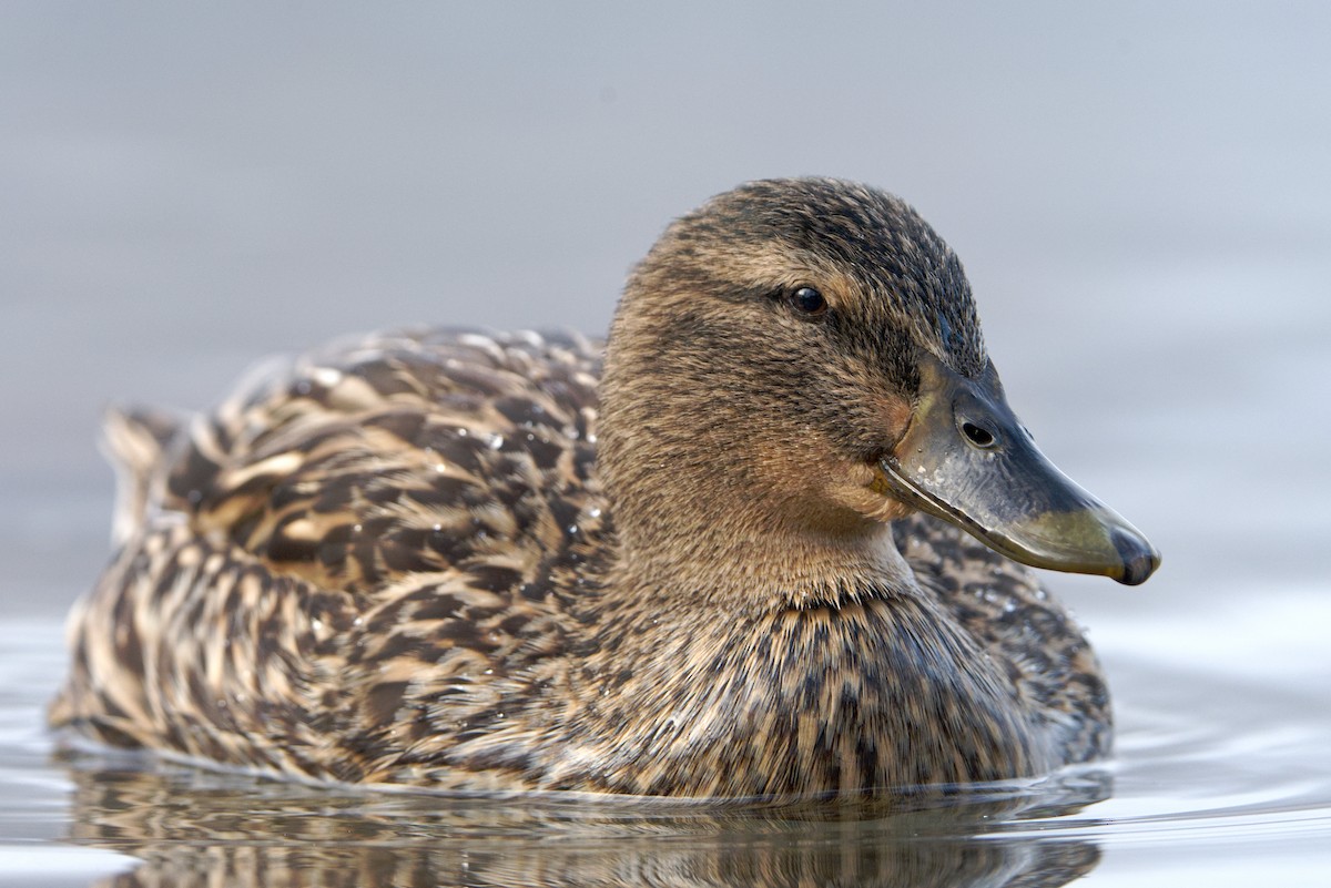 Mallard - ML646391929