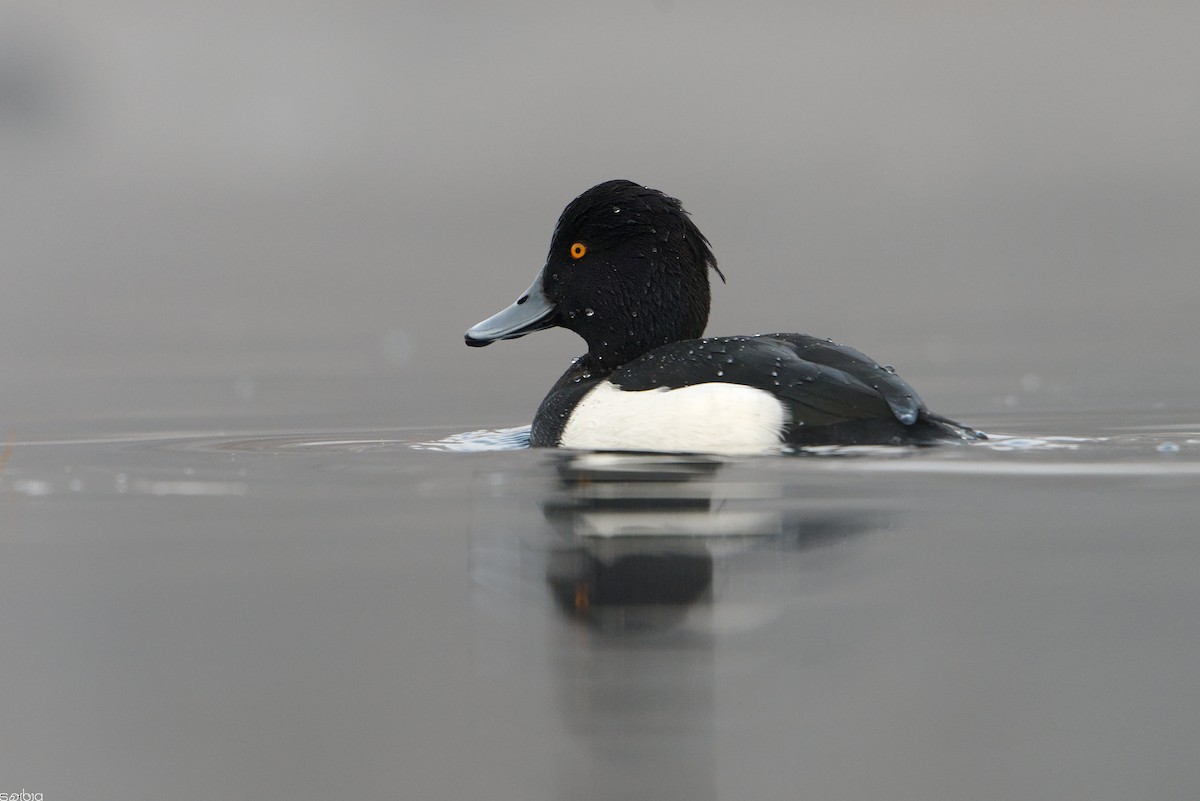 Tufted Duck - ML646391931