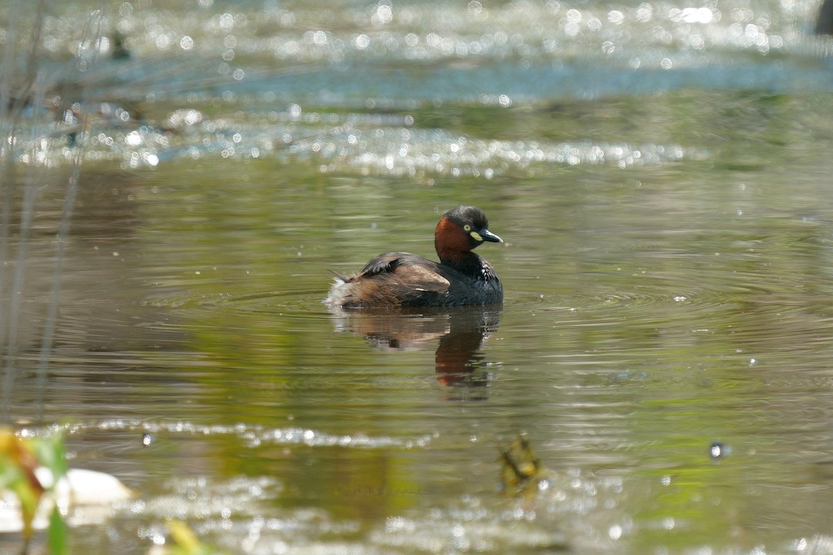 Little Grebe (Little) - ML646391933