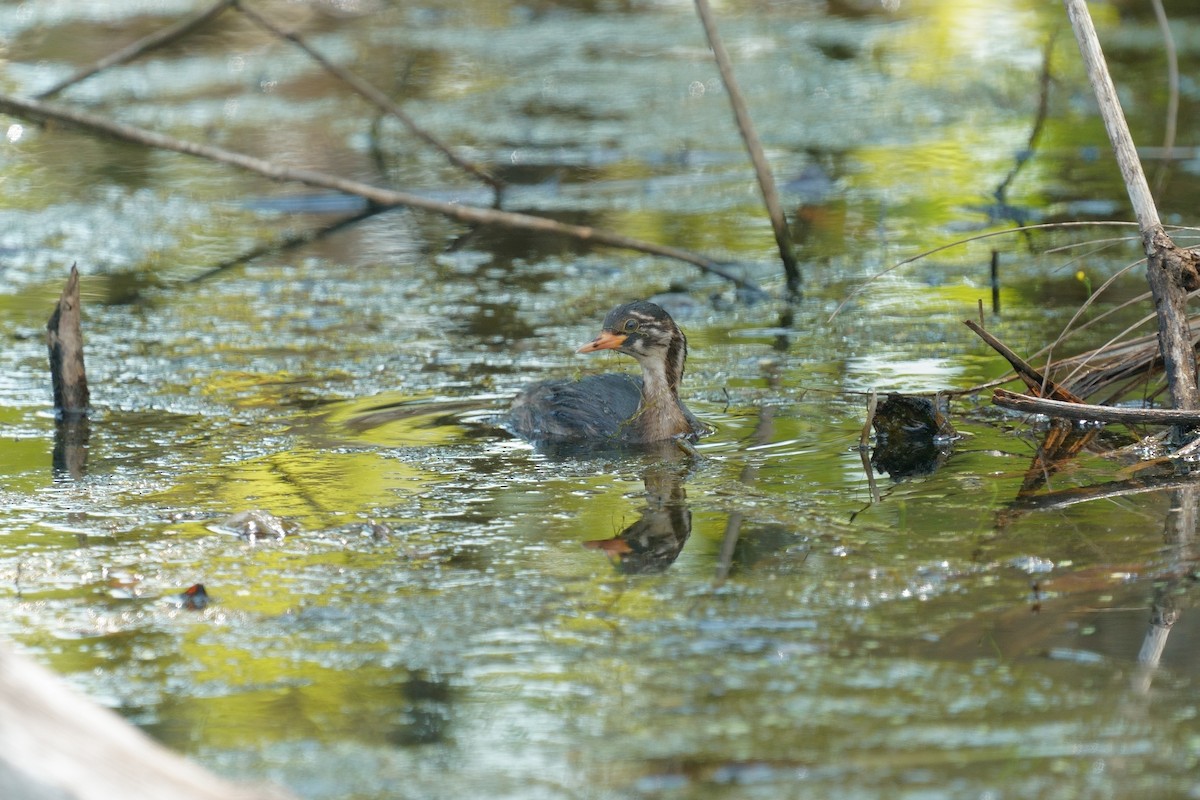 Little Grebe (Little) - ML646391934