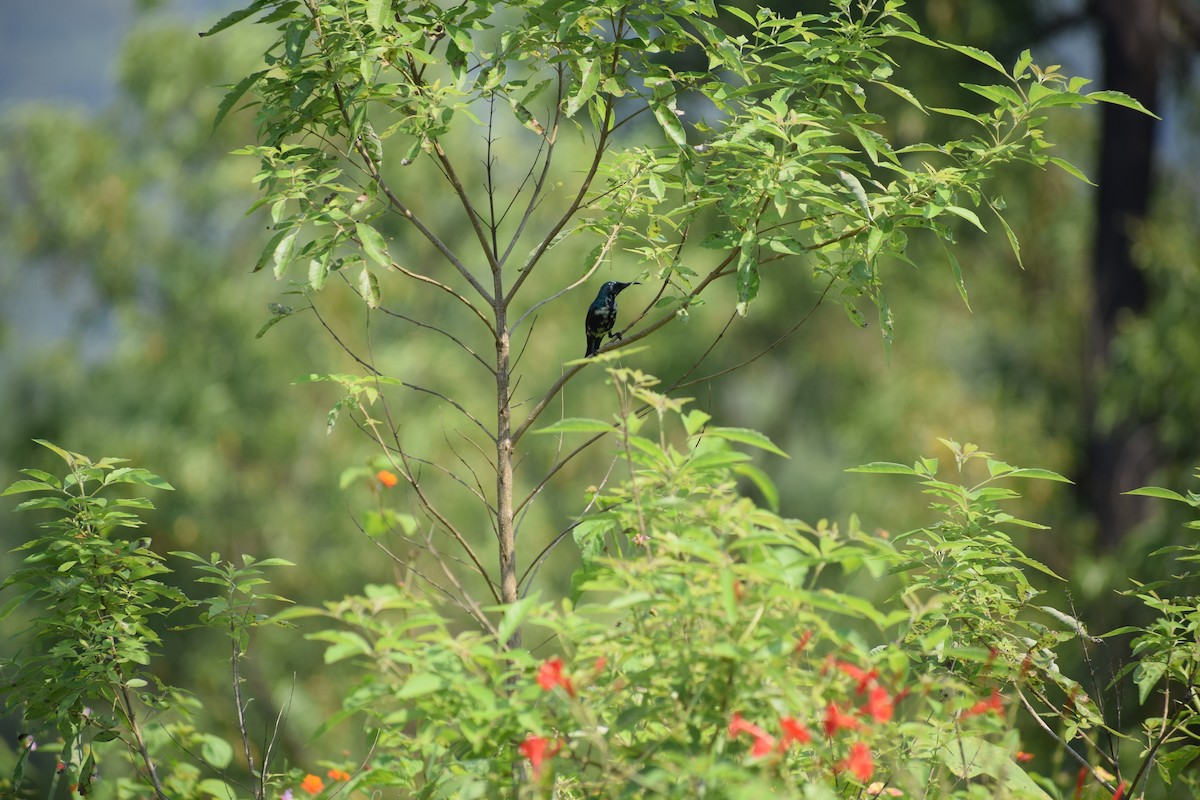 Purple Sunbird - ML646391935