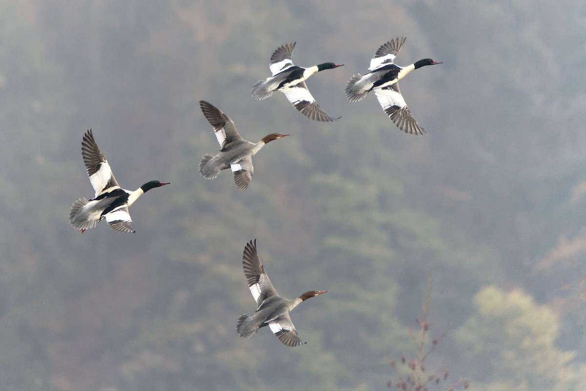 Common Merganser - ML646391936