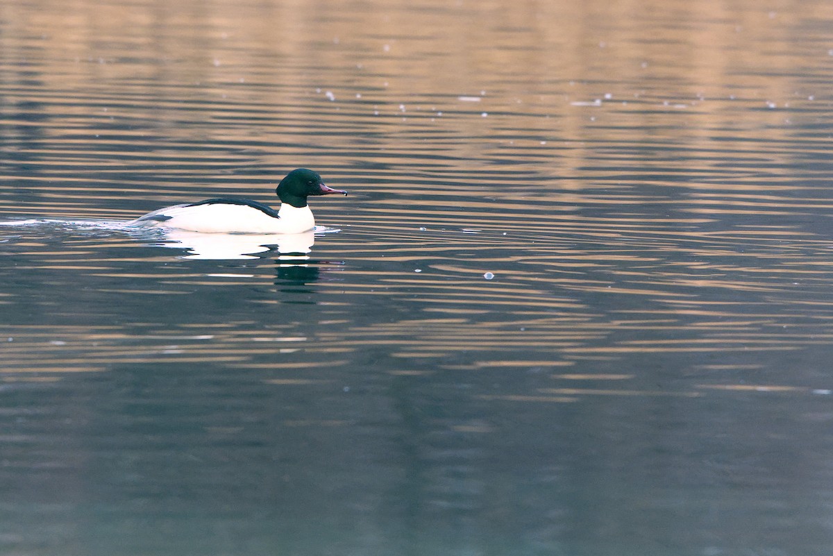 Common Merganser - ML646391937