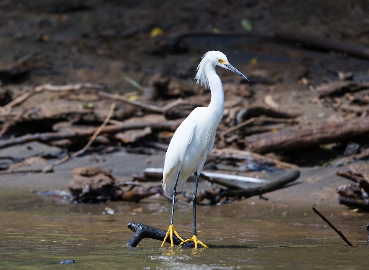 Snowy Egret - ML646391938