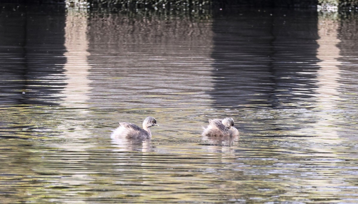 Hoary-headed Grebe - ML646391939