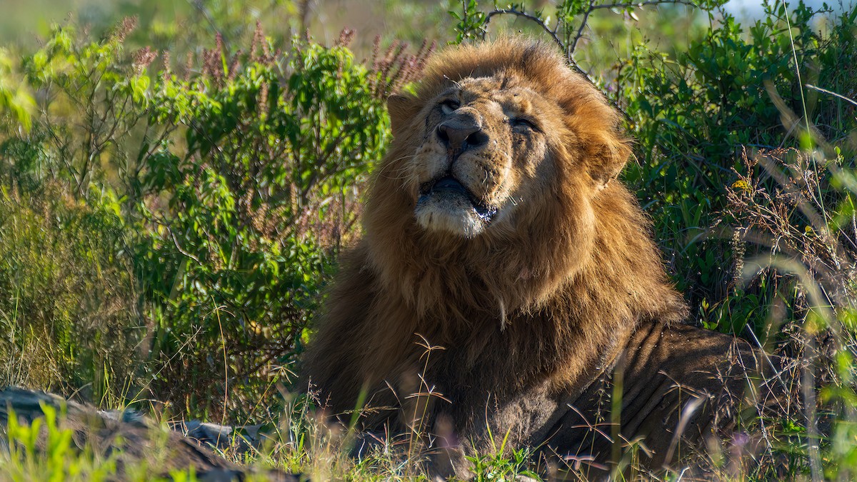 Mammals - ML646391940