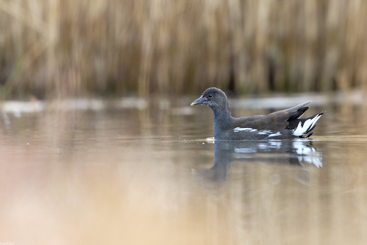 Eurasian Moorhen - ML646391941