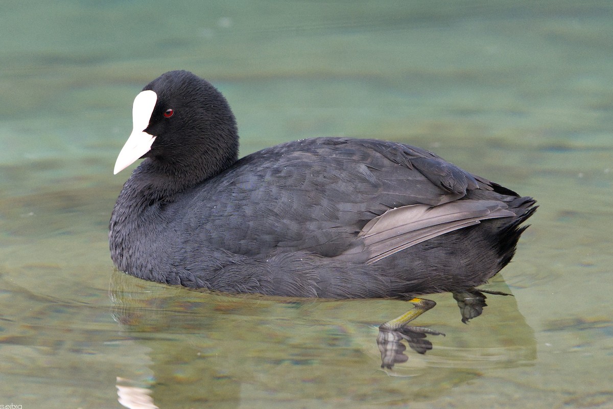Eurasian Coot - ML646391943