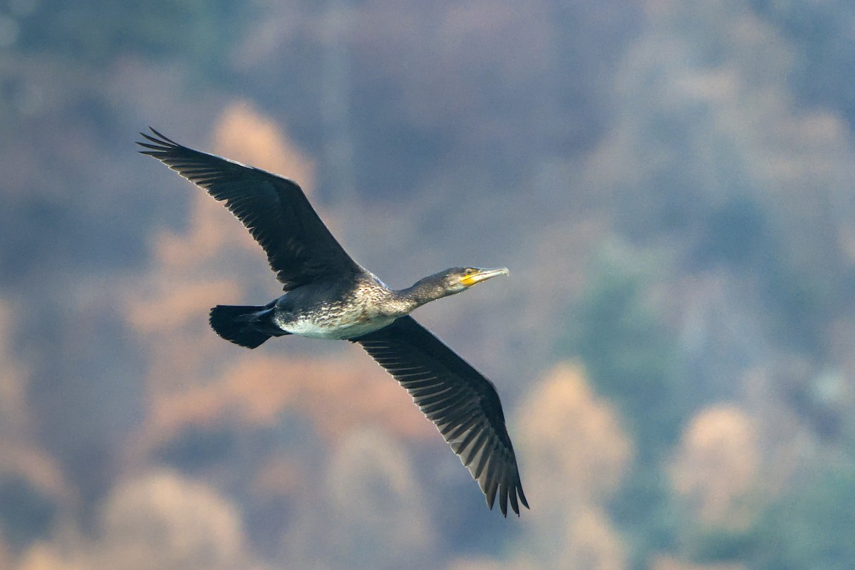 Большой баклан - ML646391944