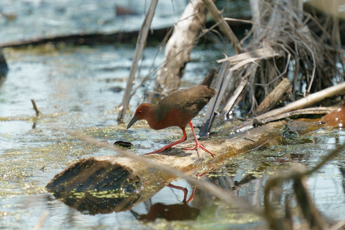 Ruddy-breasted Crake - ML646391945