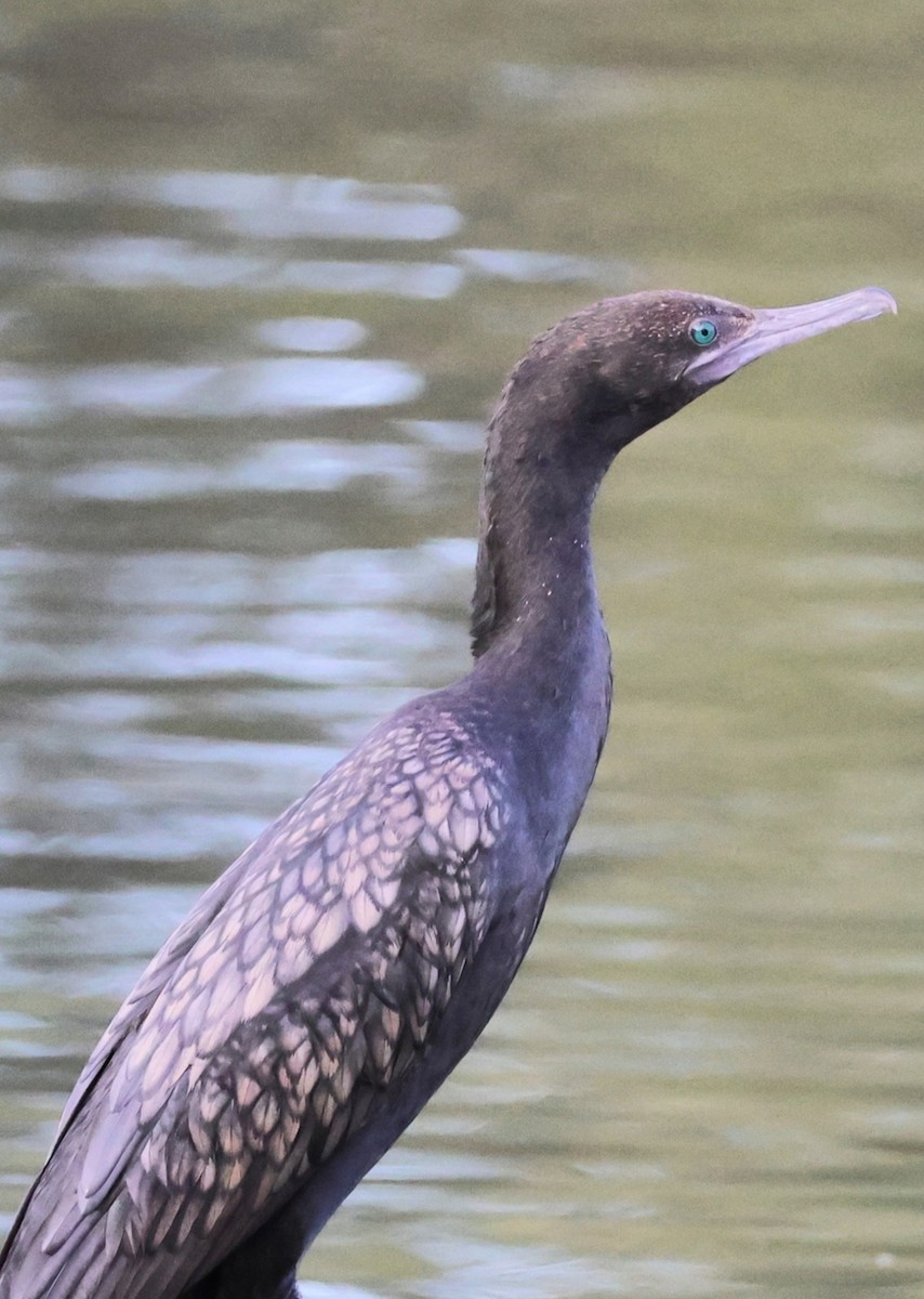 Little Black Cormorant - ML646391946