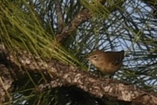 Pine Warbler - ML646391950