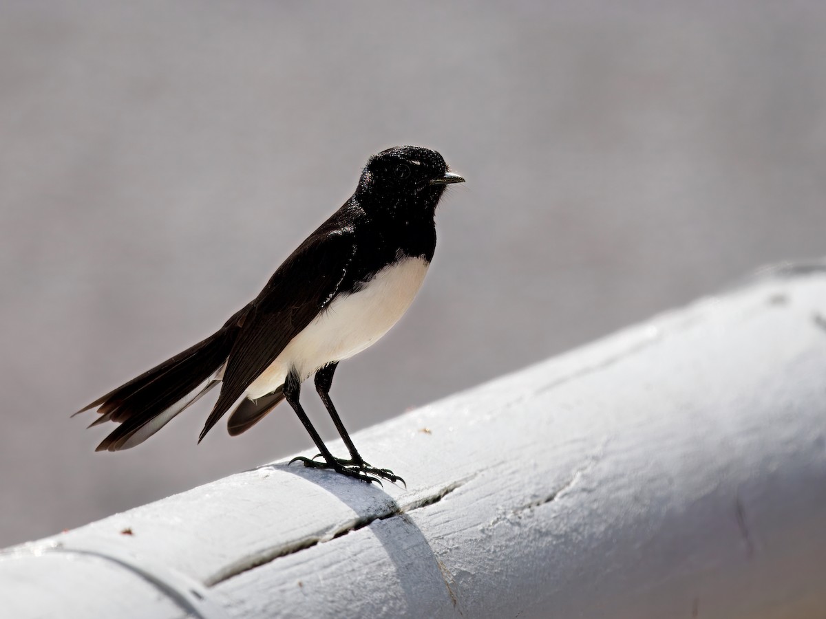 Willie-wagtail - ML646391951