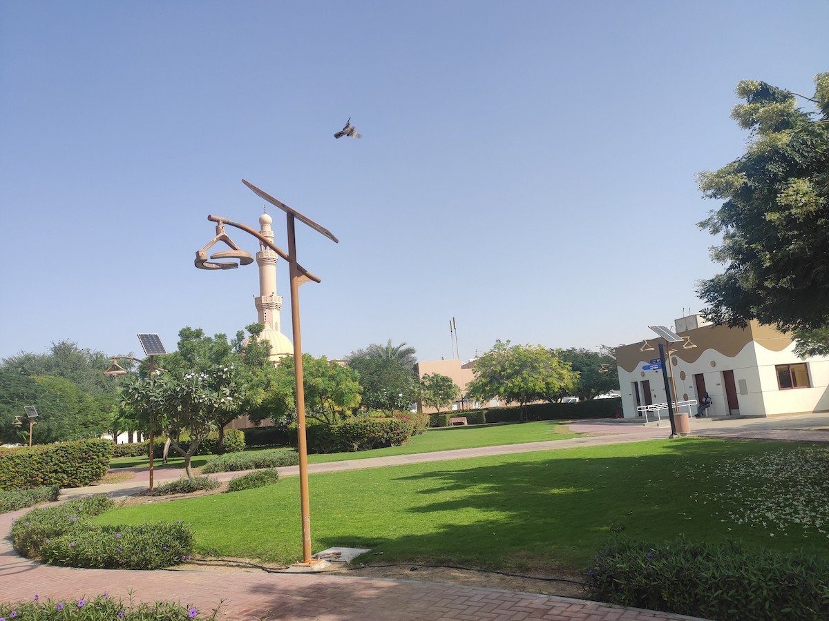 Eurasian Collared-Dove - ML646391952