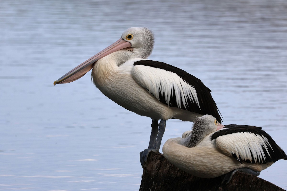 Australian Pelican - ML646391959