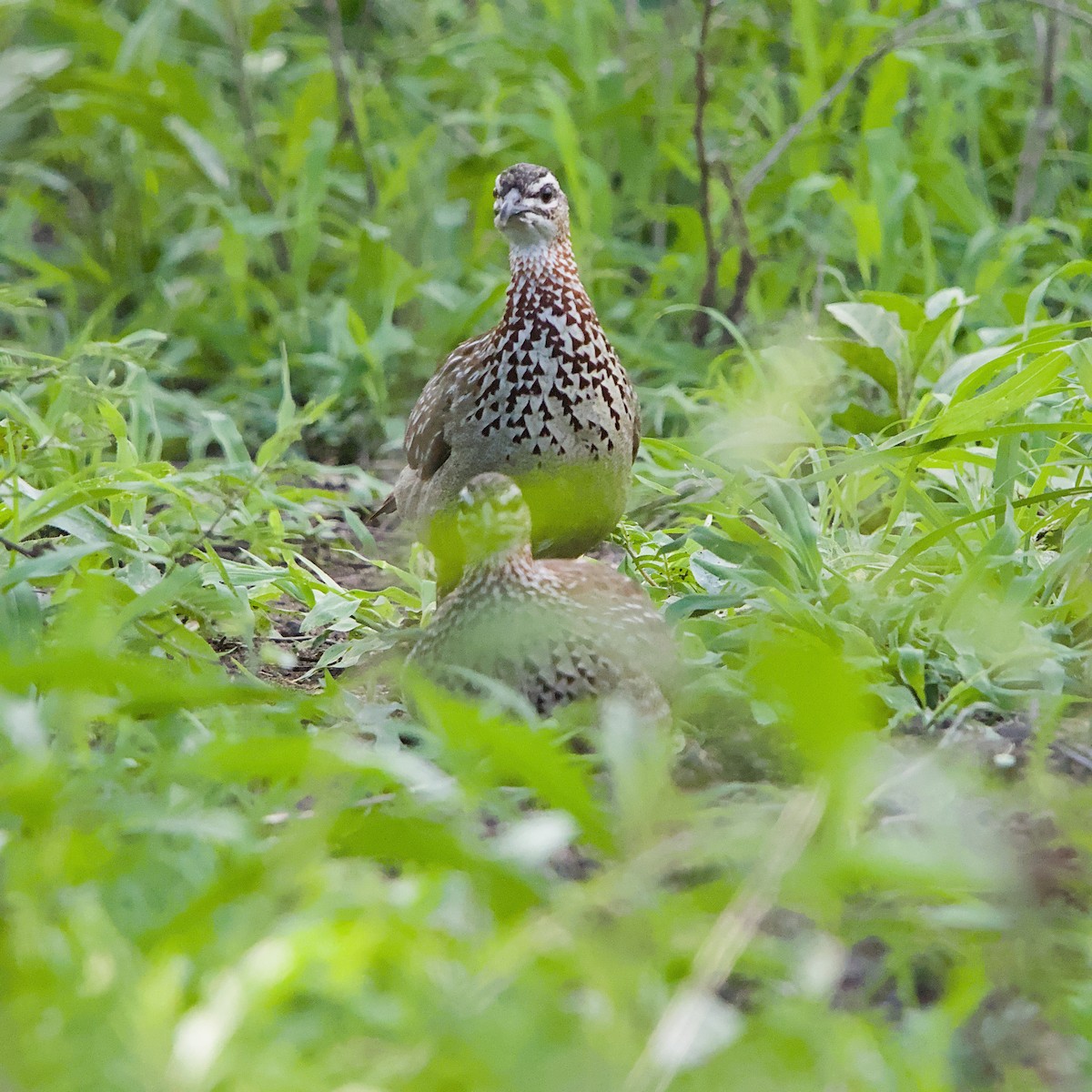 Crested Francolin - ML646391960