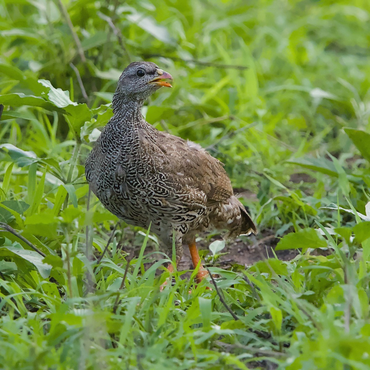 Natal Spurfowl - ML646391962