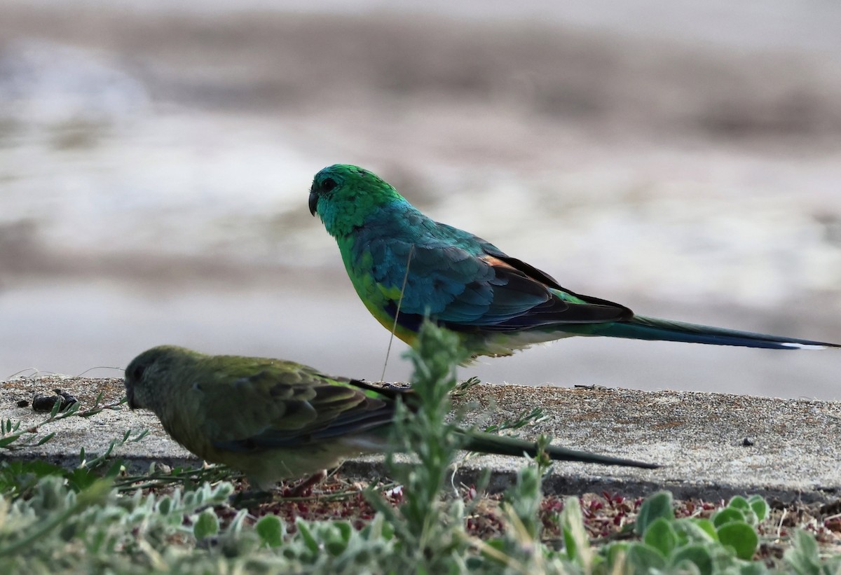 Red-rumped Parrot - ML646391963