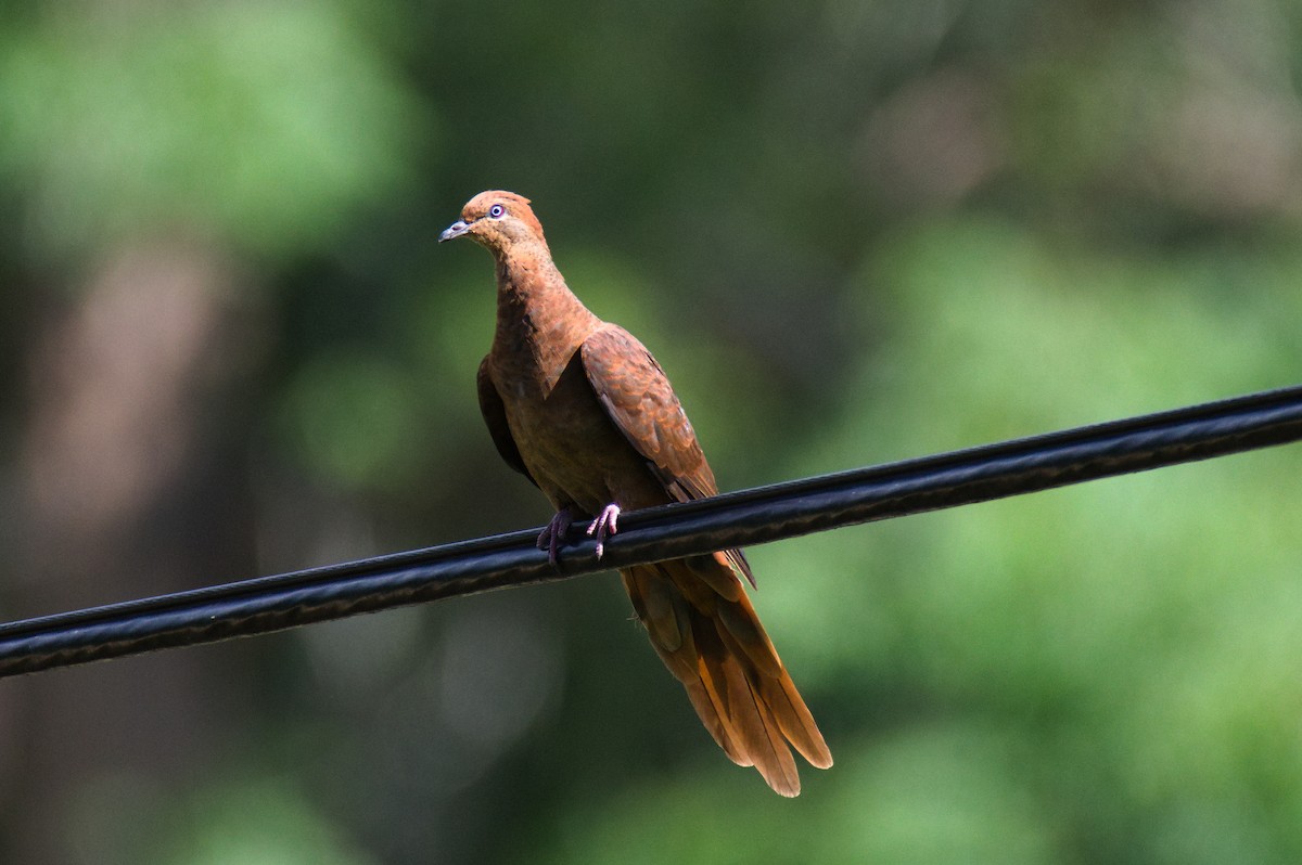 Brown Cuckoo-Dove - ML646391966