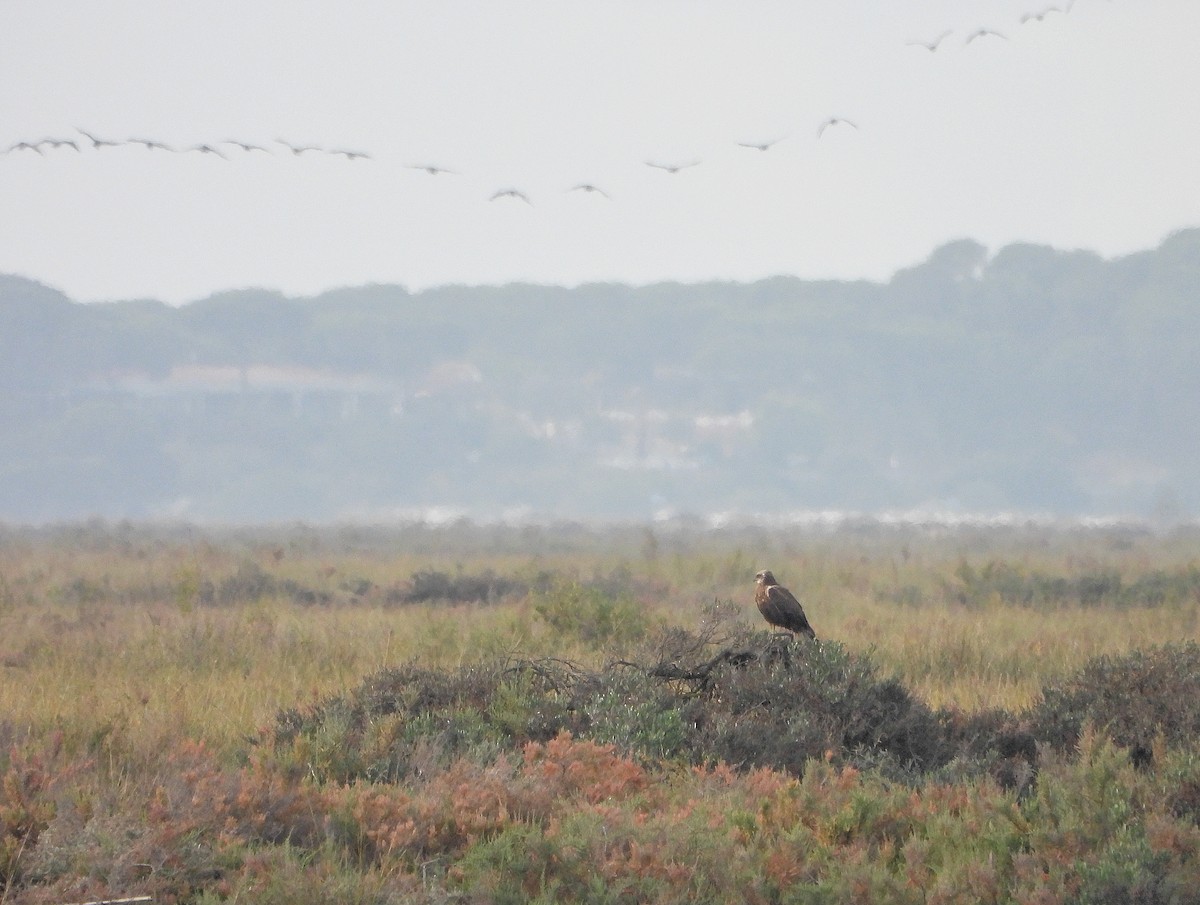 Western Marsh Harrier - ML646391967