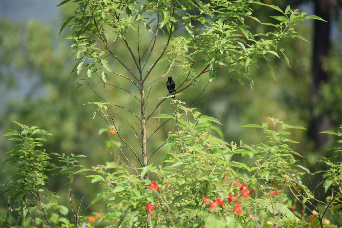 Purple Sunbird - ML646391968