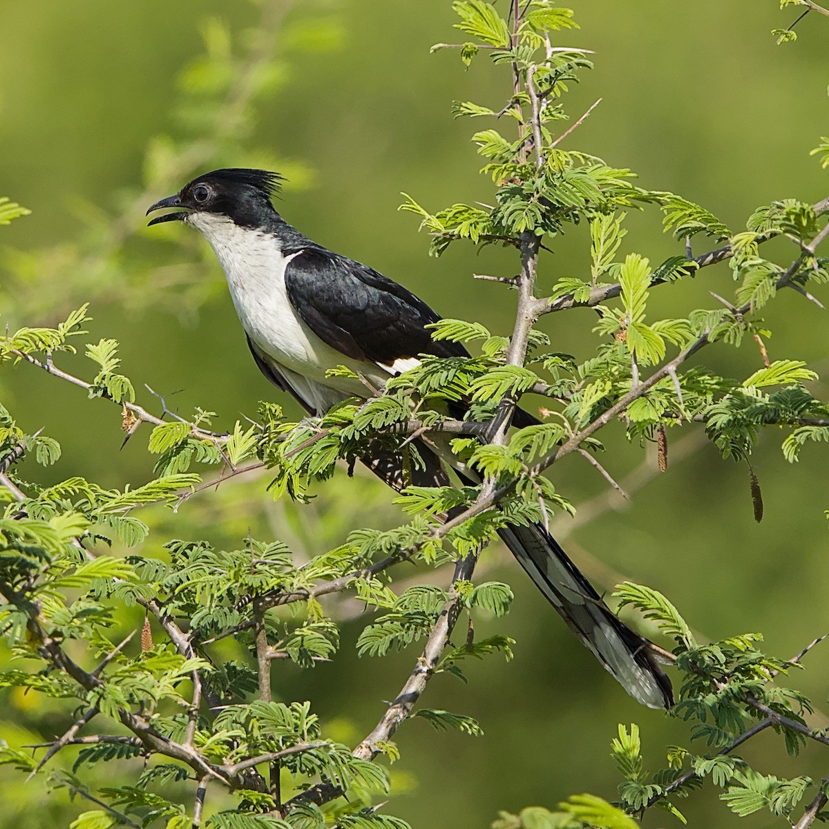 Pied Cuckoo - ML646391969