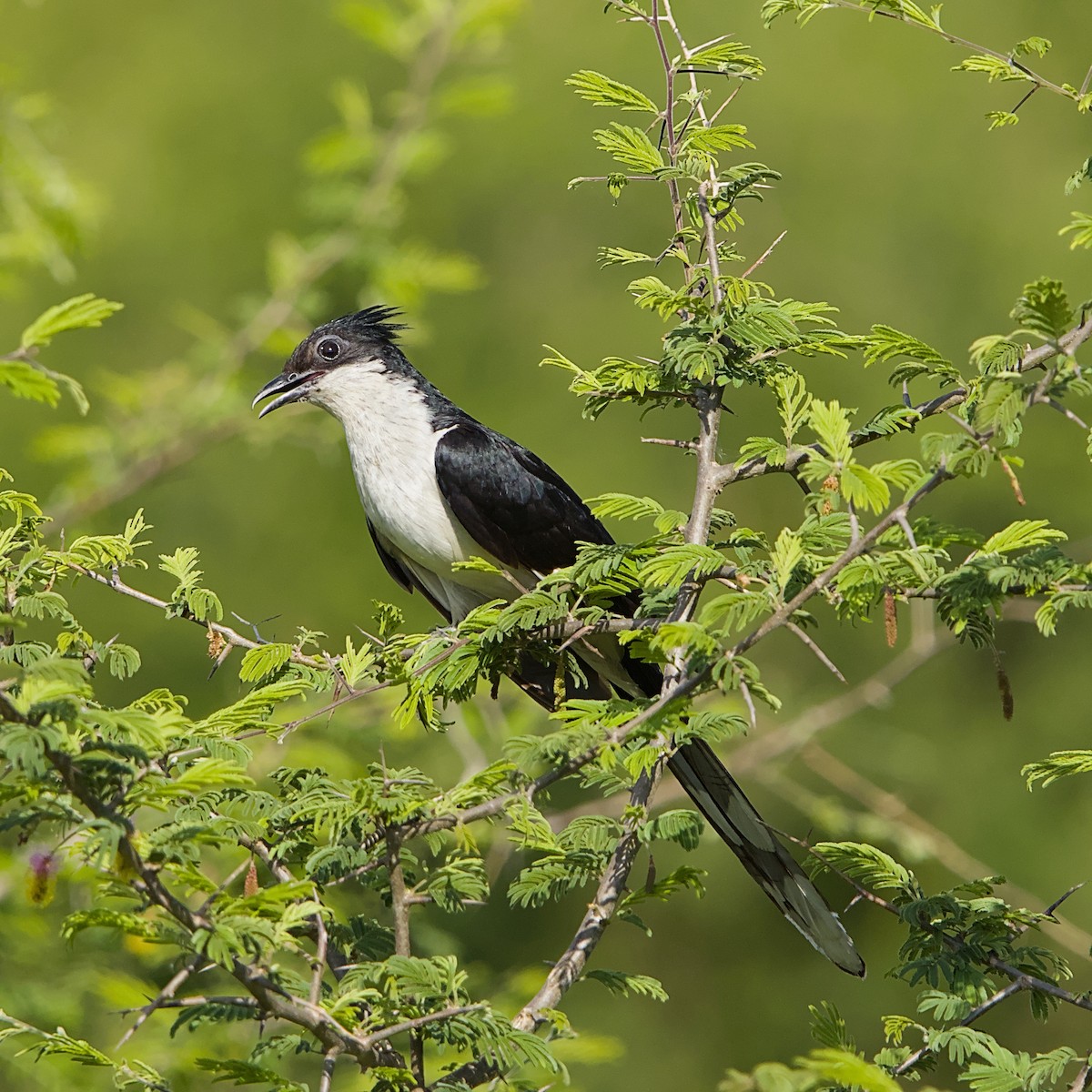 Pied Cuckoo - ML646391970