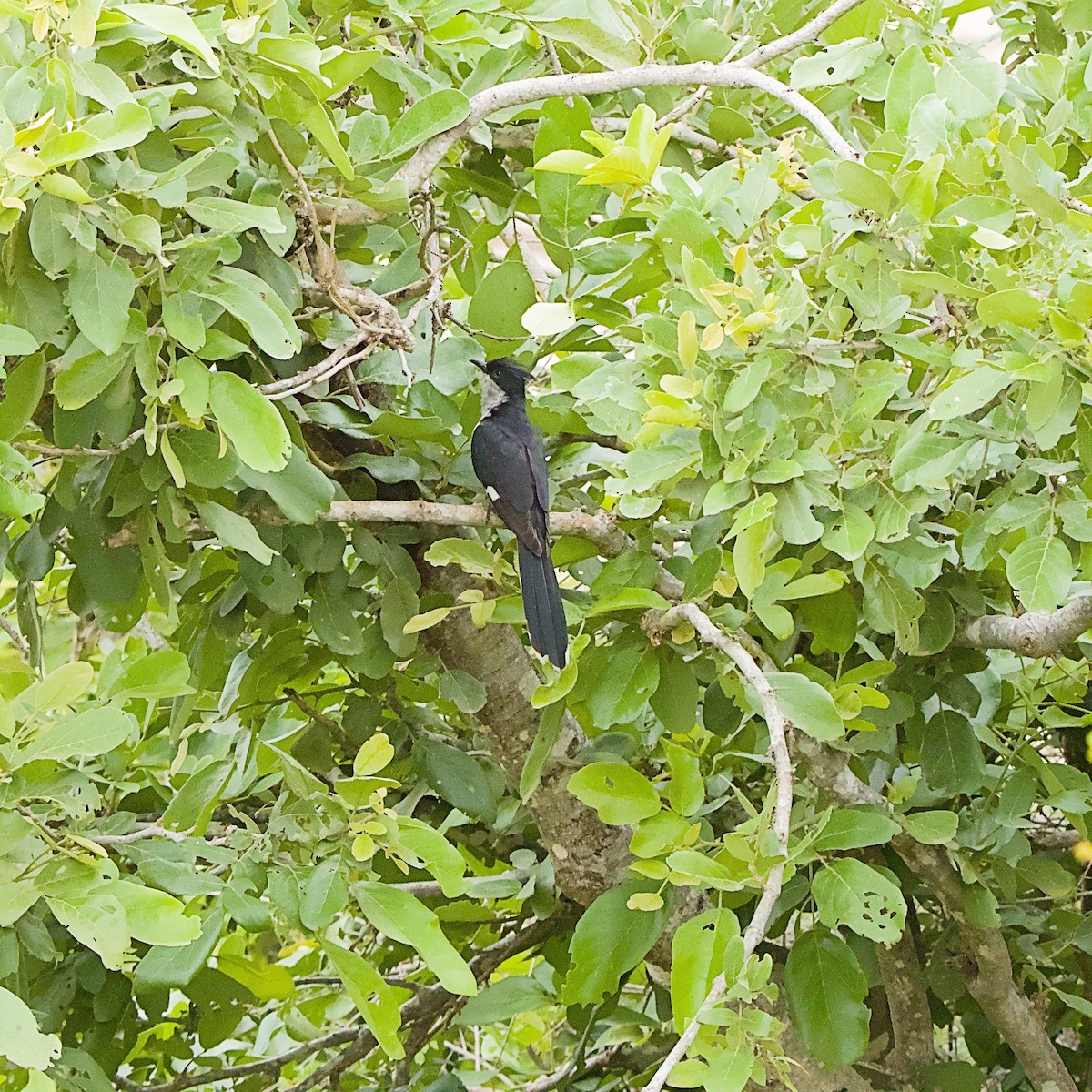 Pied Cuckoo - ML646391971