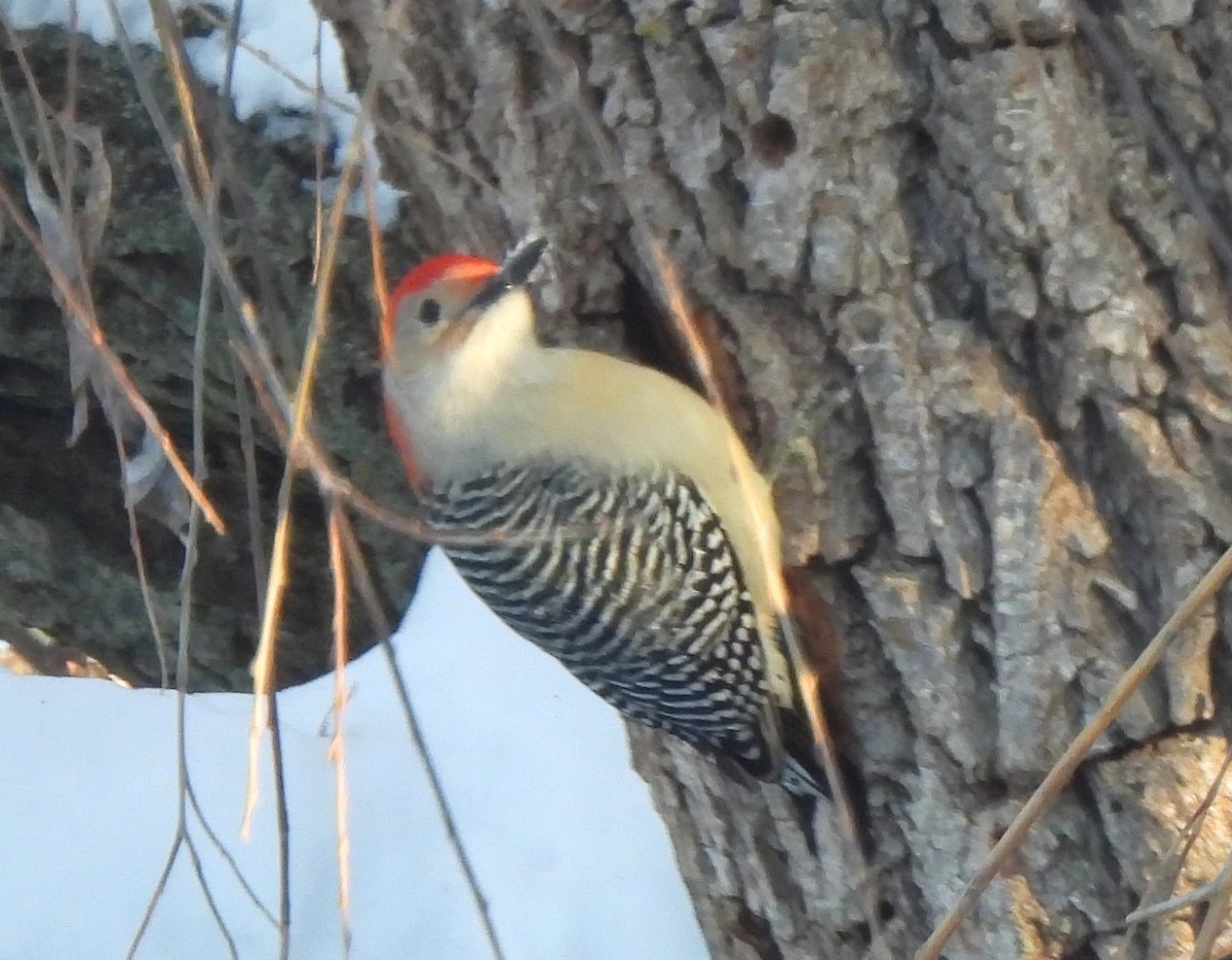 Red-bellied Woodpecker - ML646391973
