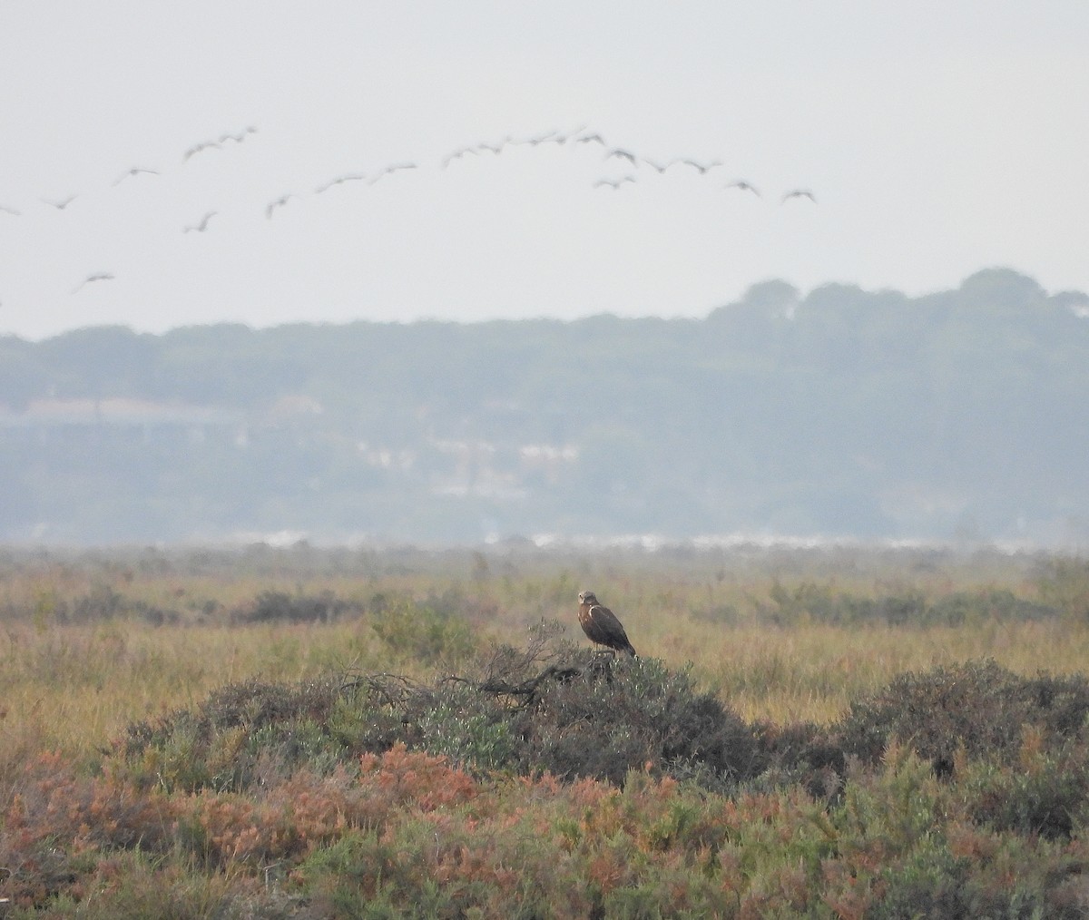 Western Marsh Harrier - ML646391974