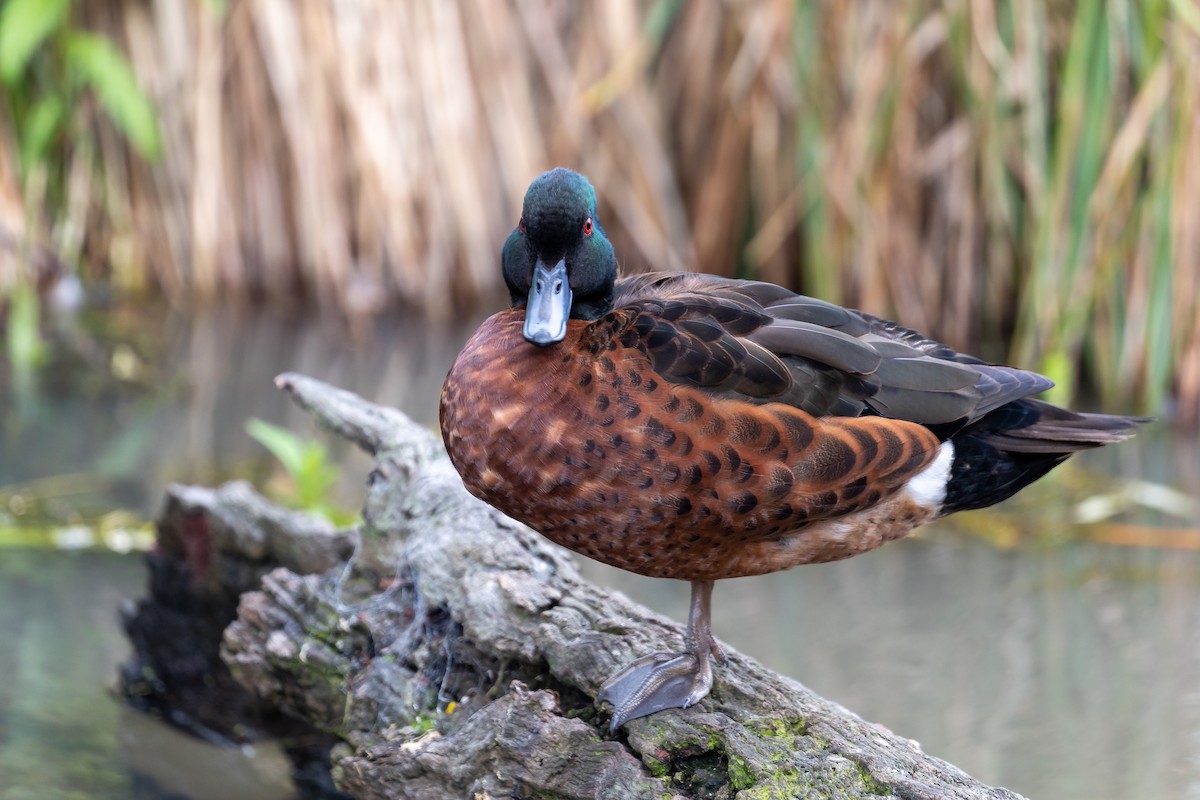 Chestnut Teal - ML646391975