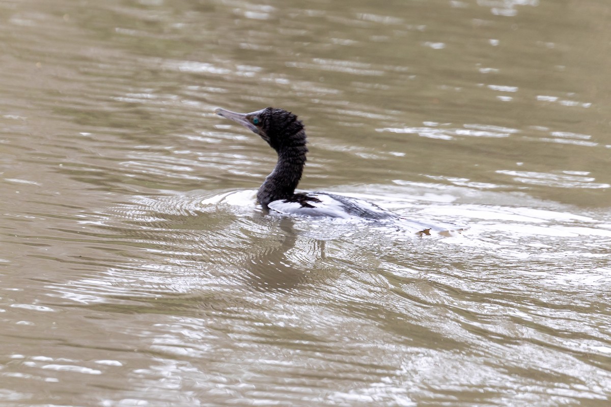 Little Black Cormorant - ML646391976