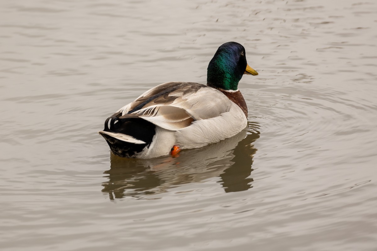 Mallard (Domestic type) - ML646391979