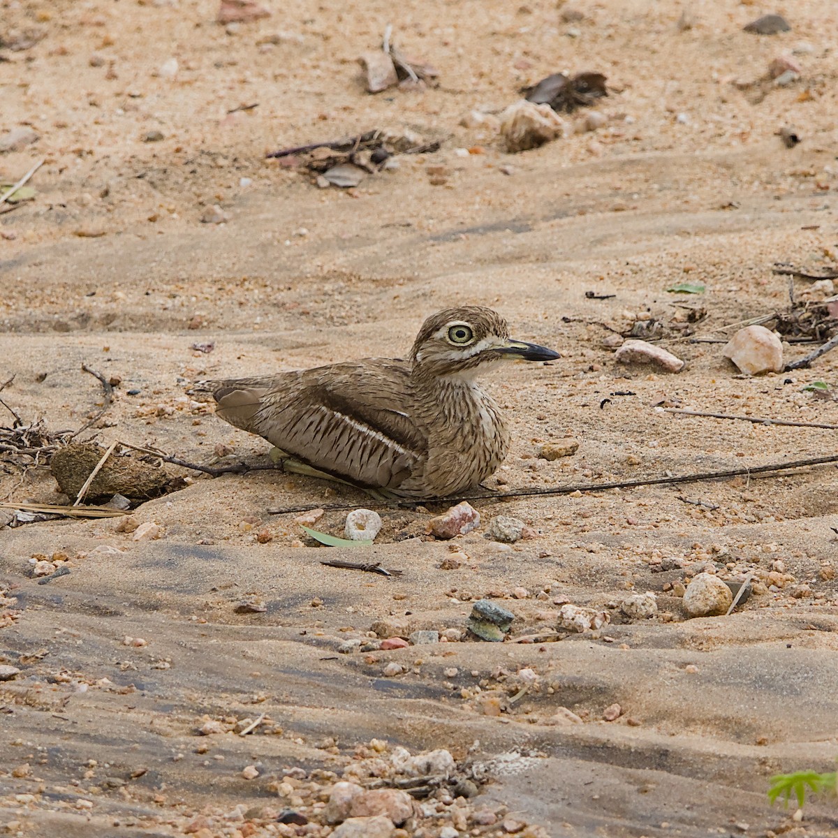 Water Thick-knee - ML646391980