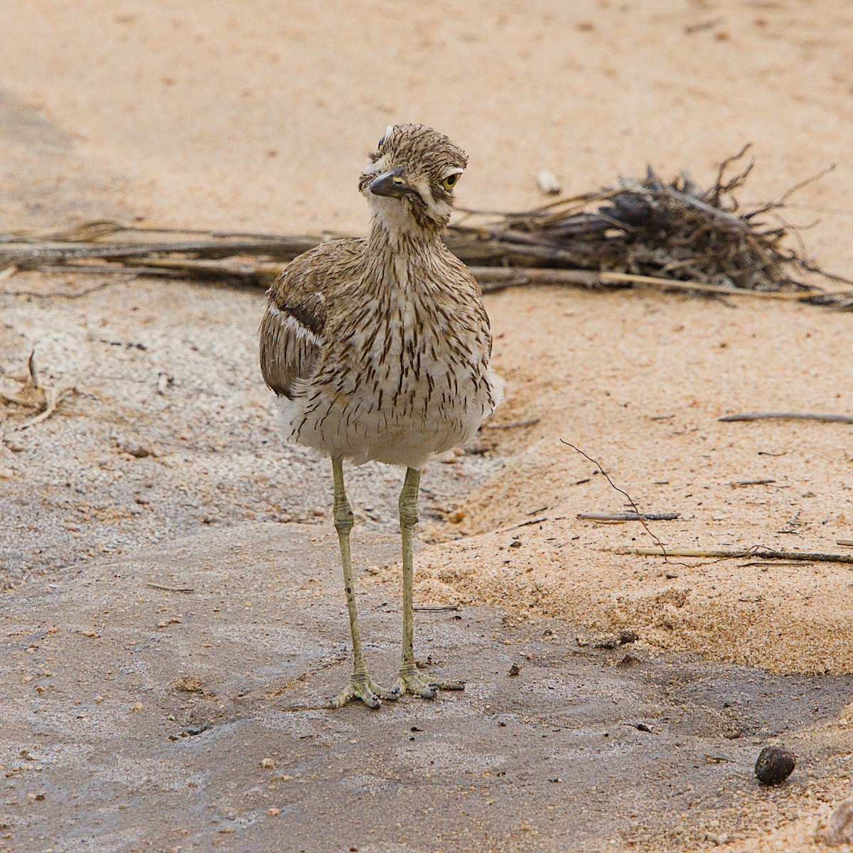 Water Thick-knee - ML646391981