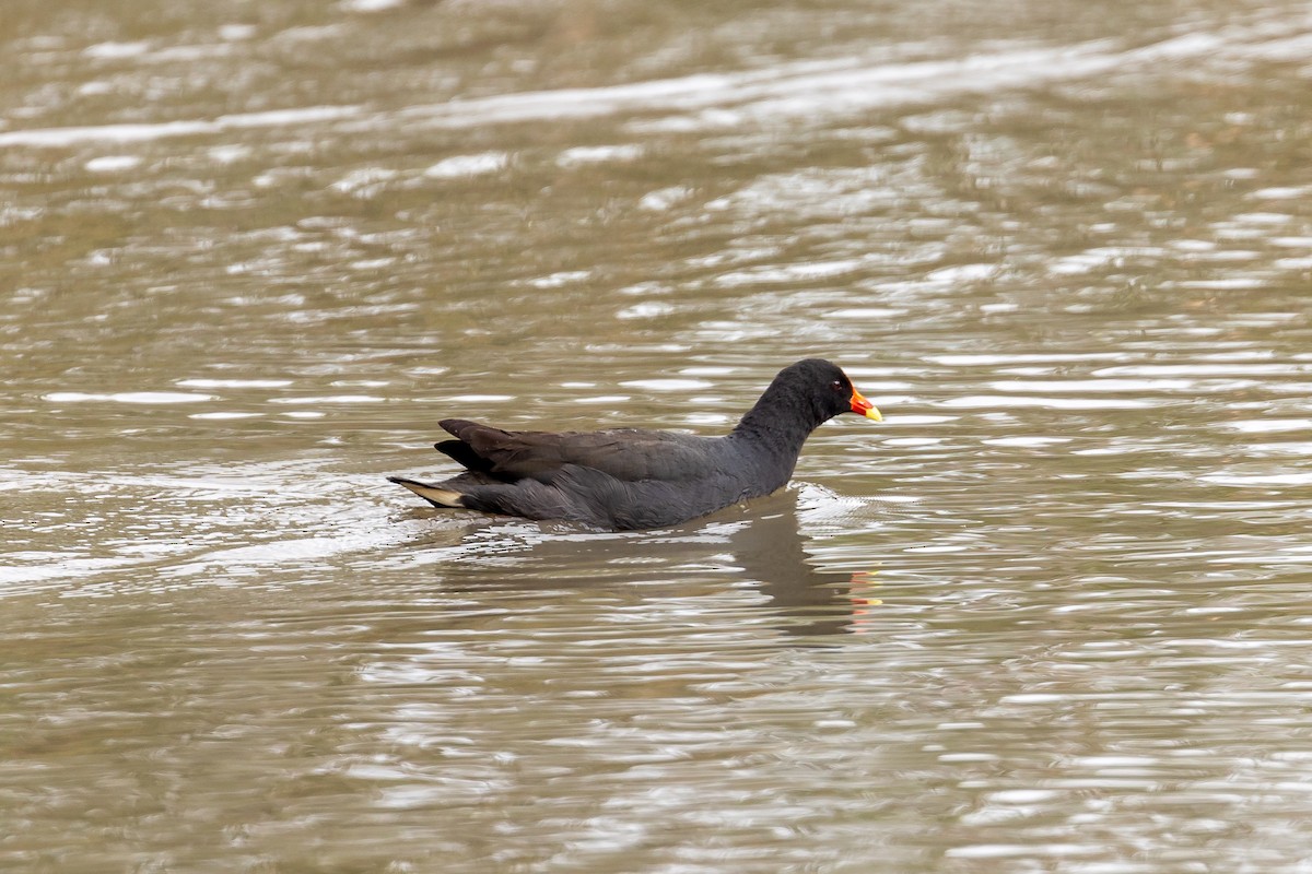 Dusky Moorhen - ML646391982