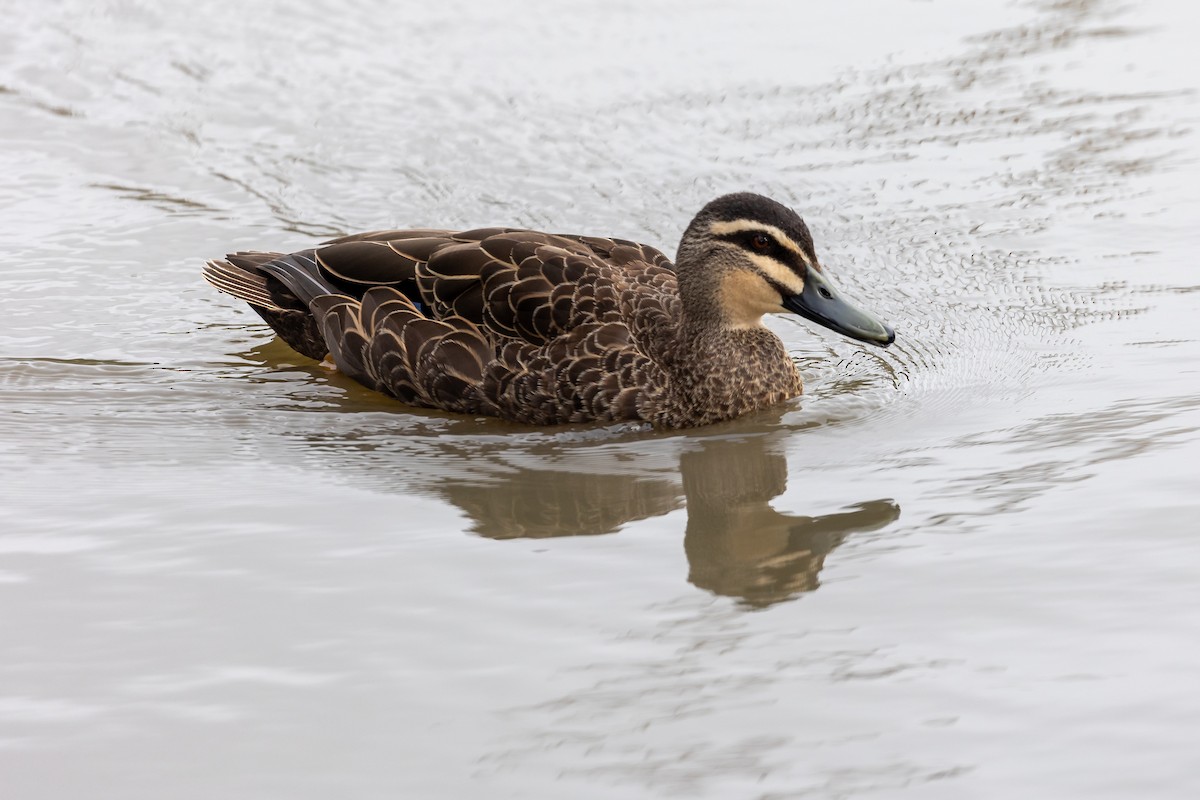 Pacific Black Duck - ML646391983
