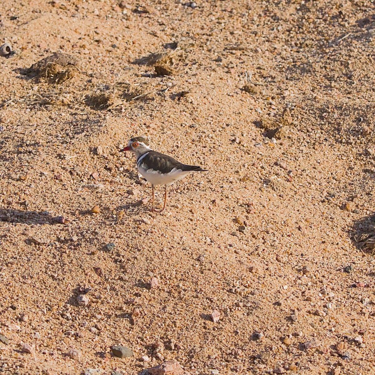 Three-banded Plover - ML646391984