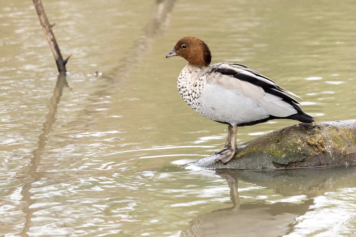 Maned Duck - ML646391985