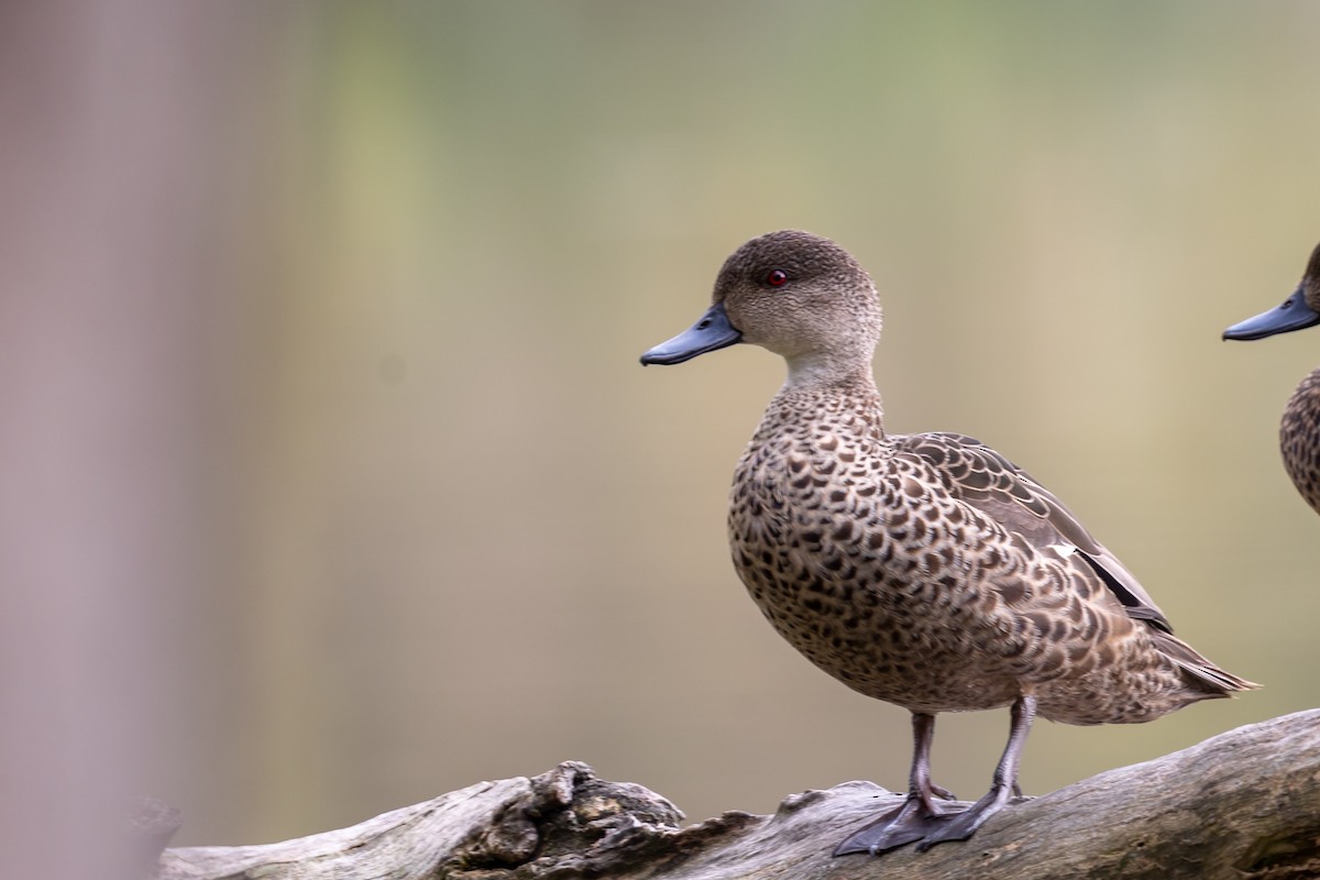 Gray Teal - ML646391986