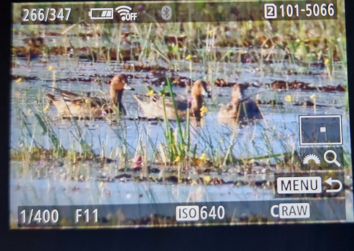 Eurasian Wigeon - ML646391987