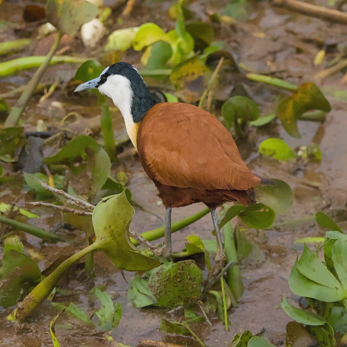 African Jacana - ML646391989