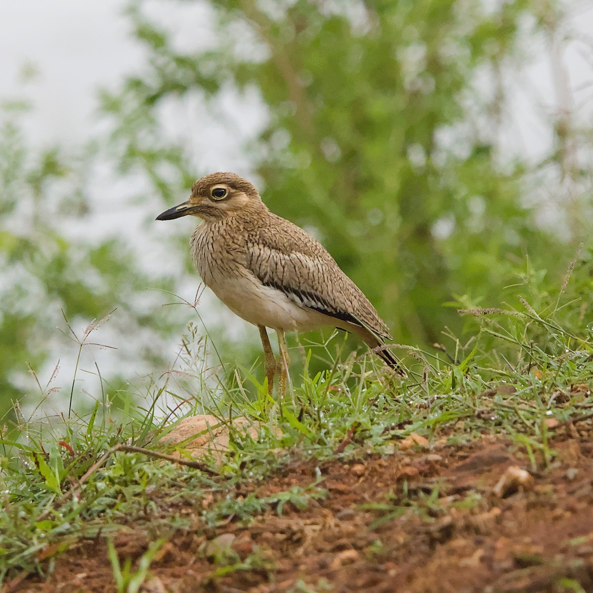 Water Thick-knee - ML646391990