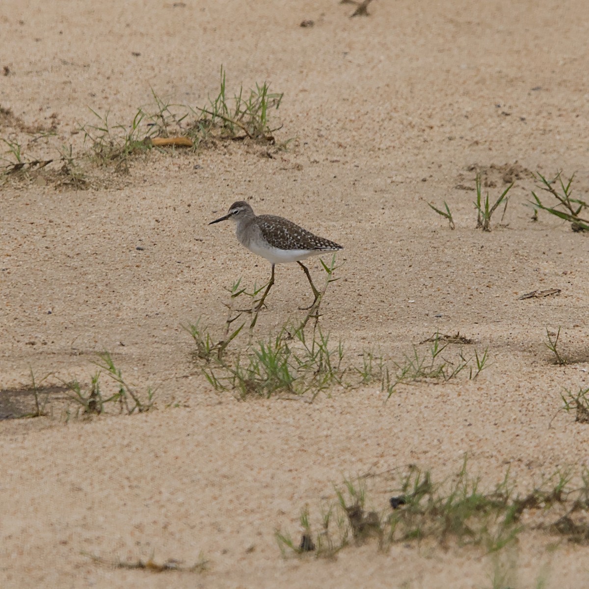 Wood Sandpiper - ML646391991